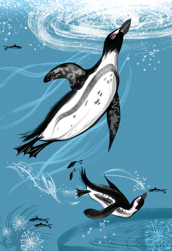 Two Cape penguins swimming under the ocean with fish. main penguin swimming up to the surface to a water ring of light