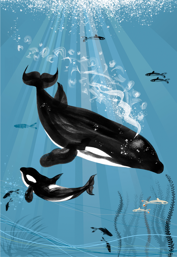 ART PRINT – 'ORCA WHALE' (A4 - A3)